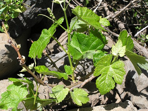 Vitis vinifera