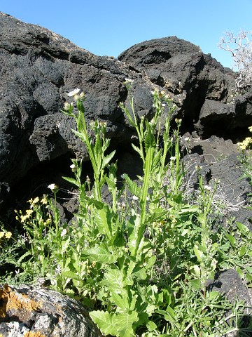 Volutaria bollei