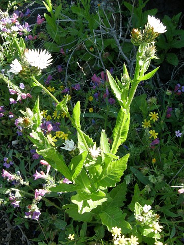 Volutaria bollei