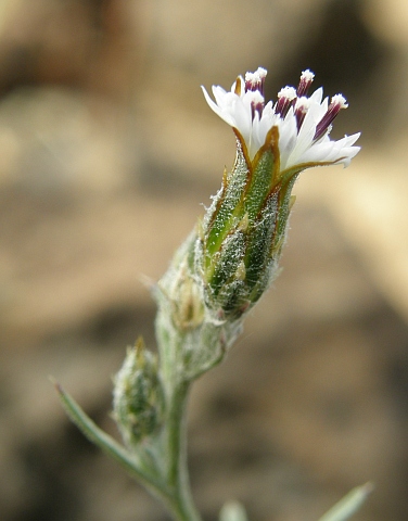 Volutaria
          canariensis