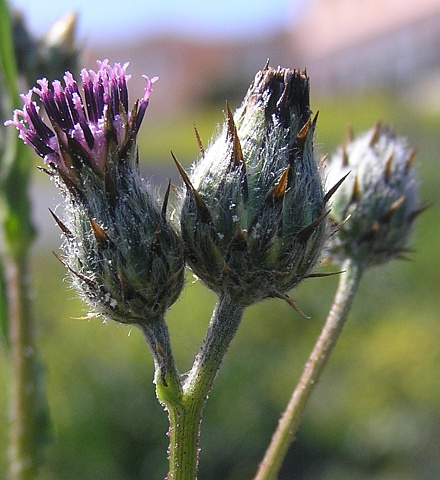 Volutaria tubuliflora