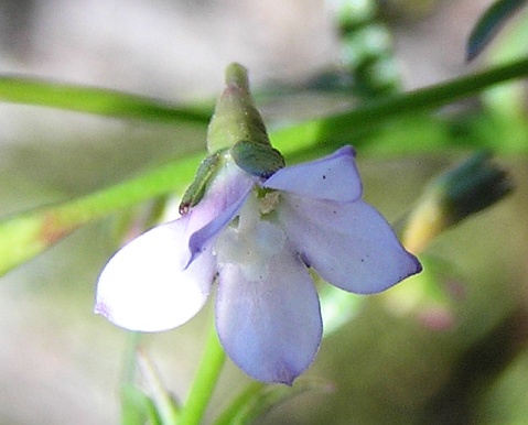 Wahlenbergia
          lobelioides