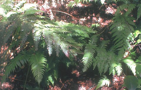 Woodwardia radicans