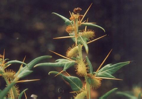 Xanthium spinosum