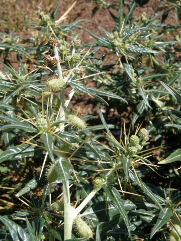 Xanthium spinosum