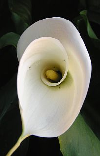 Espata e inflorescencia de Zantedeschia aethiopica