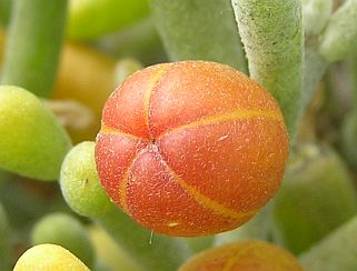 Zygophyllum fontanesii