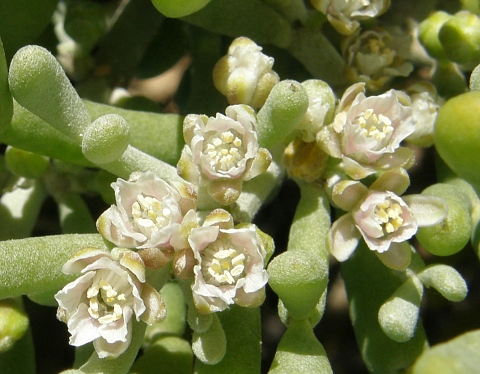 Flores de Zygophyllum fontanesii