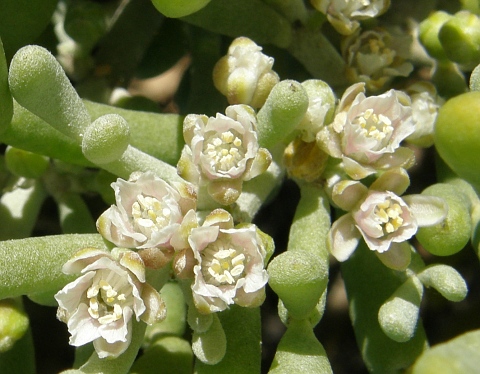 Flores de
            Tetraena fontanesii