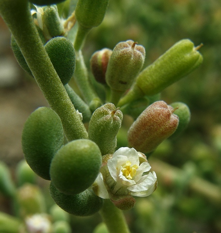 Tetraena
            gaetula ssp. waterlotii