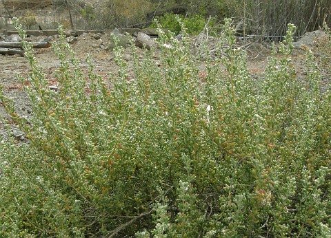 Tetraena
              gaetula ssp. waterlotii